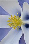 Blue Columbine (Aquilegia coerulea), Maroon Bells-Snomass Wilderness, White River National Forest, Colorado, United States of America, North America