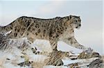 Léopard des neiges (Uncia uncia), en captivité, près de Bozeman, Montana, États-Unis d'Amérique, l'Amérique du Nord