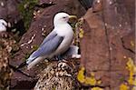 Mouette tridactyle (Rissa tridactyla) sur les petites falaises près des régions polaires, Islande, Fjords de l'est (Austurland), Bakkagerdi (Borgafjordur Eystri)