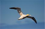 Gannet in flight (Sula bassana) at Langanes, Langanes peninsula, North Iceland (Nordurland), Iceland, Polar Regions