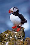 Macareux moine (Fratercula arctica) à Latrabjarg, la plus grande colonie d'oiseaux en Europe, les régions polaires, Fjords de l'Ouest (Vestfirdir), Islande