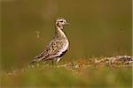 Pluvier doré (Pluvialis apricaria) dans les régions polaires plumage, Islande,