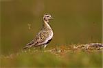 Golden plover (Pluvialis apricaria) in summer plumage, Iceland, Polar Regions