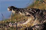 Un crocodile du Nil (Crocodylus niloticus) au repos à pleine bouche au bord de l'eau, rivière Kwaï, Moremi Wildlife reserve, Delta de l'Okavango, au Botswana, Afrique