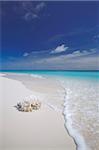Coraux sur la plage de sable blanc, Maldives, océan Indien, Asie