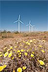 Wind farm and desert marigold (Baileya multiradiata), outside Palm Springs, California, United States of America, North America