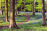 Jacinthes de plus en plus Micheldever Wood au printemps. Micheldever, Hampshire, Angleterre, Royaume-Uni, Europe