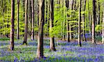 Bluebells growing in Micheldever Wood in the spring. Micheldever, Hampshire, England, United Kingdom, Europe