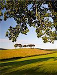 Sommerzeit Exmoor Landschaft Szene zwischen den Dörfern von Horner und Luccombe, Exmoor-Nationalpark, Somerset, England, Vereinigtes Königreich, Europa