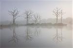 Misty summer morning on a fishing lake with dead trees, Morchard Road, Devon, England, United Kingdom, Europe