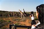 Femme photographier les girafes, Addo Elephant Park, Eastern Cape, Afrique du Sud, Afrique