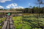 Giant lily leaves and flower in the Amazonian forest, Manaus, Brazil, South America