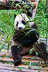 Giant panda (Ailuropoda melanoleuca) at the Panda Bear reserve, Chengdu, Sichuan, China, Asia