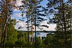 Lac derrière les arbres au Parc National d'Aukstaitija, Lituanie, pays baltes, Europe