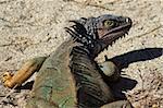 A large male Green Iguana, a lizard species endemic to Central and South America, Nosara, Nicoya Peninsula, Guanacaste Province, Costa Rica, Central America