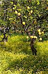 Lemons growing on trees in grove, Sorrento, Campania, Italy, Europe