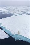 Ours polaire sur la glace de mer au large de côte du Spitzberg, Svalbard, Norvège Arctique, Scandinavie, Europe