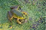 American bullfrog, near Layfayette, Indiana, United States of America, North America