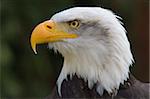 Bald eagle in captivity, Hampshire, England, United Kingdom, Europe
