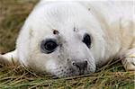 Grey seal (Halichoerus grypus) pup, Donna Nook, Lincolnshire, England, United Kingdom, Europe