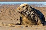 Grey seal (Halichoerus grypus) bull, Donna Nook, Lincolnshire, England, United Kingdom, Europe