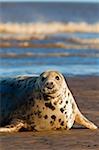 Grey seal (Halichoerus grypus) on beach, Donna Nook, Lincolnshire, England, United Kingdom, Europe