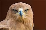 Aigle ravisseur (Aquila rapax) stare, conditions contrôlées, Royaume-Uni, Europe
