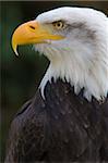 Bald eagle (Haliaeetus leucocephalus) portrait, controlled conditions, United Kingdom, Europe-