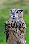 Eurasian eagle owl (Bubo bubo) portrait, Surrey, England, United Kingdom, Europe