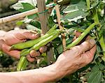 Hands picking beans in garden