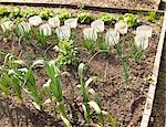 Rows of plants in garden