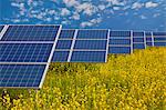 Solar panels in rapeseed field