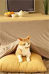 Japanische Kotatsu und Katze