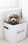 Toy Poodle Dog In Container