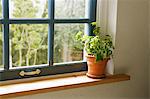 Plante en pot au rebord de la fenêtre