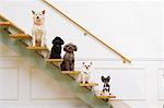 Pet Sitting on Stairs