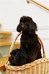Two Mixed Breed Dogs In A Basket