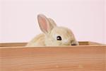 Rabbit Looking From Wooden Box