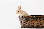 Rabbit Looking Out From Basket