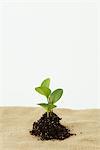 Seedling On Jute Cloth