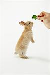 Rabbit Trying To Catch Leaf