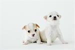 Chiwawa Puppies On White Background