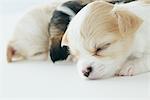 Chiwawa Puppies Sleeping