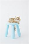 Chat est assis sur le tabouret