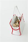 Tabby Cat In Bag