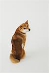Shiba Inu Dog Sitting And Looking Back