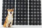 Shiba Inu Sitting In Front Of Solar Panel
