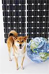 Shiba Inu Stand vor Solarpanel mit Globus