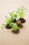 Vegetable seedling in Basket