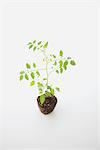 Cherry tomato seedling